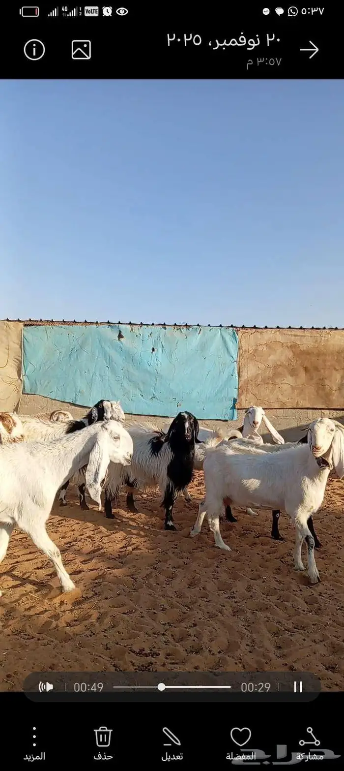 للبيع معزا مشاريك خصم جروم ناهي دفيع وغلبها حصيب فحص سونار 5