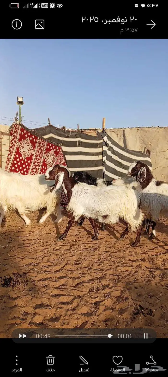 للبيع معزا مشاريك خصم جروم ناهي دفيع وغلبها حصيب فحص سونار 4