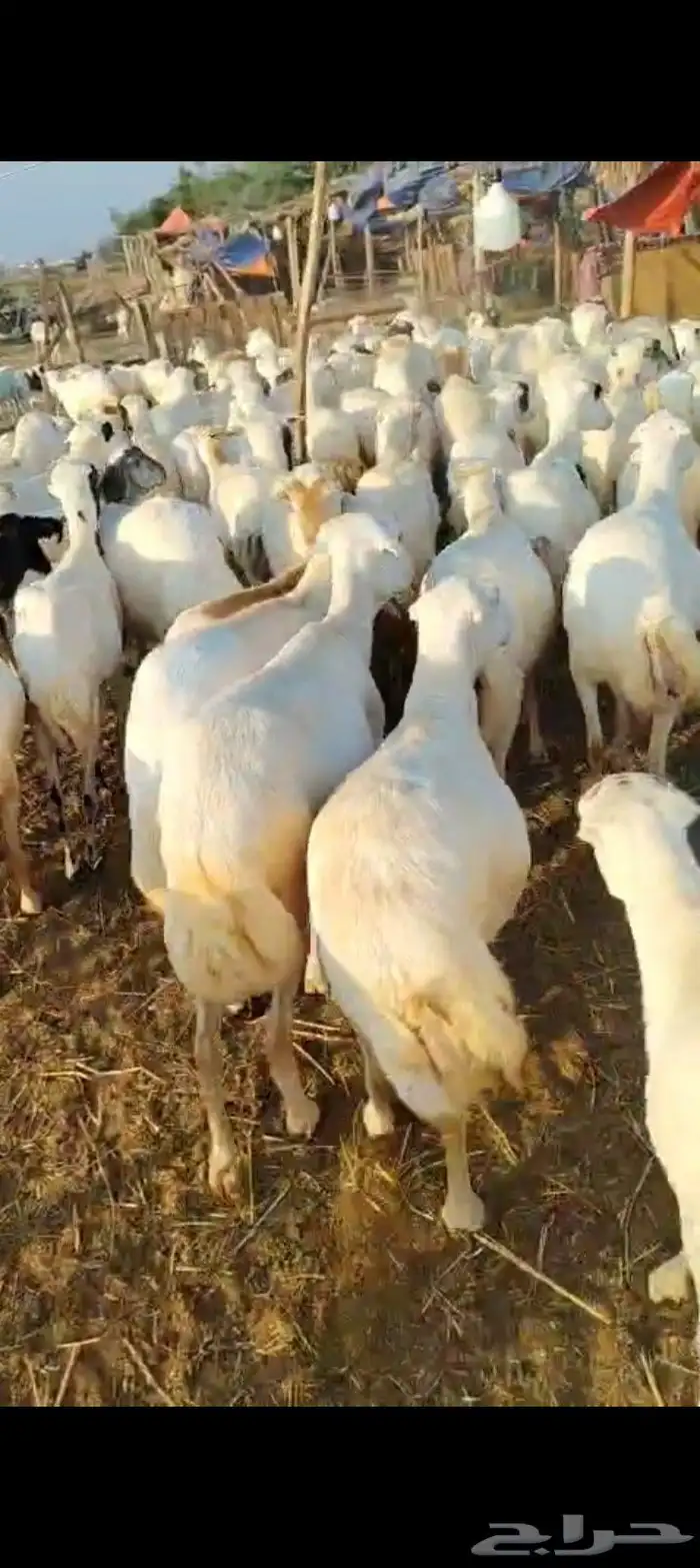 يوجد لدينا ضان رفيديات دفيع مولدات العدد 100 تتبعها 20 0