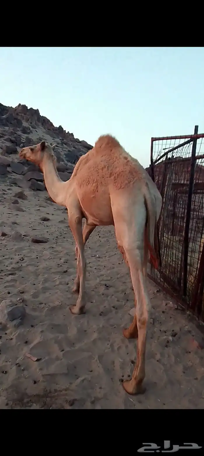 للبيع قعود 0