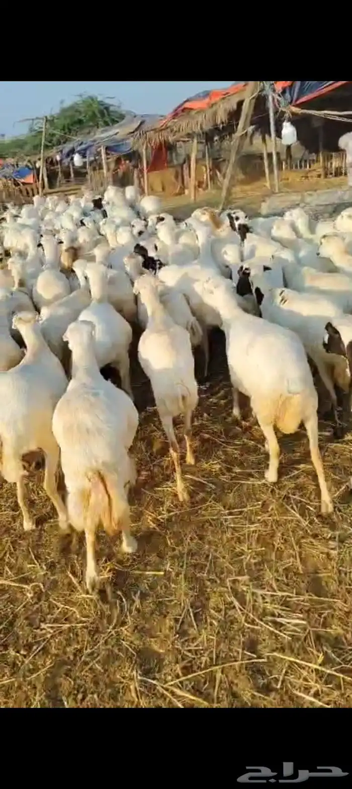 يوجد لدينا ضان رفيديات دفيع مولدات العدد 100 تتبعها 20 2