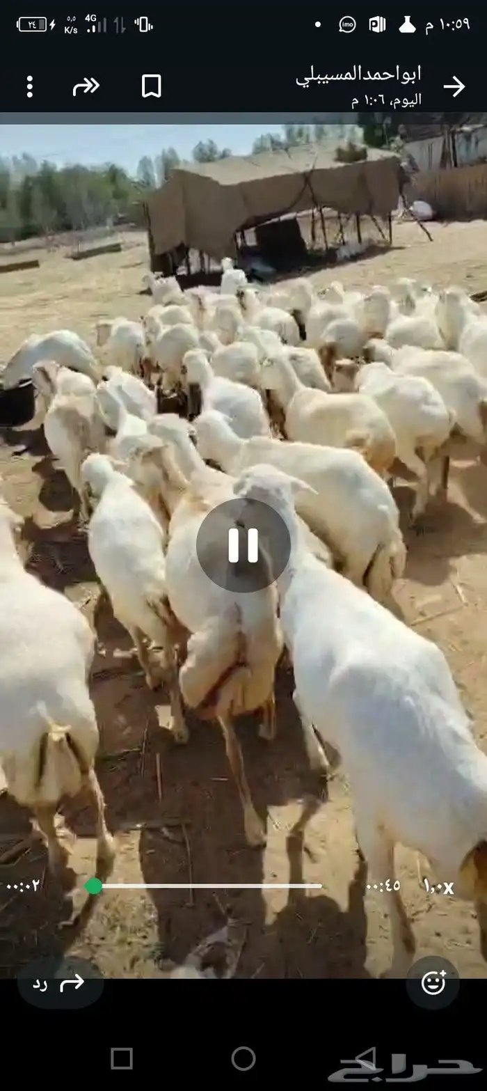 ضأن رفيديات طيبه قريب مرحه وحد 0