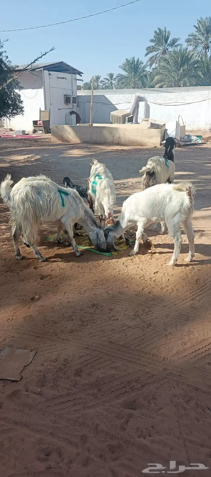 معزه طيبه وليد خمسة تحت 7 مشاء الله الخرج السلمية 1