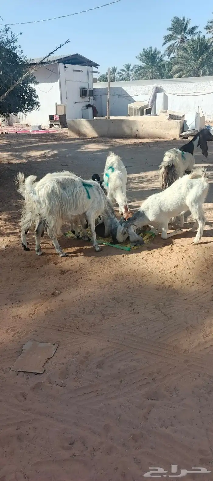 معزه طيبه وليد خمسة تحت 7 مشاء الله الخرج السلمية 0