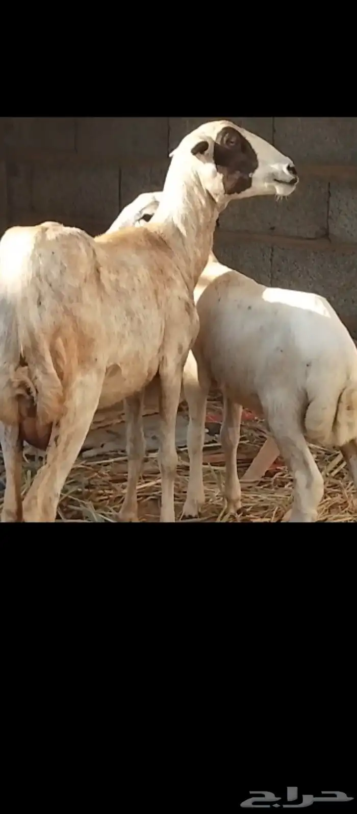 نعجه بكريه منتوج تحتها خروف 1