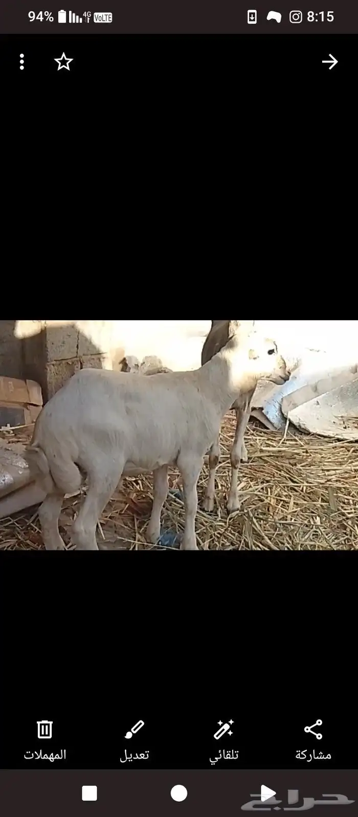 نعجه بكريه منتوج تحتها خروف 3