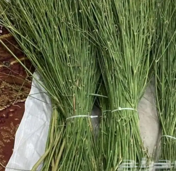 مرح طازج للبيع 1