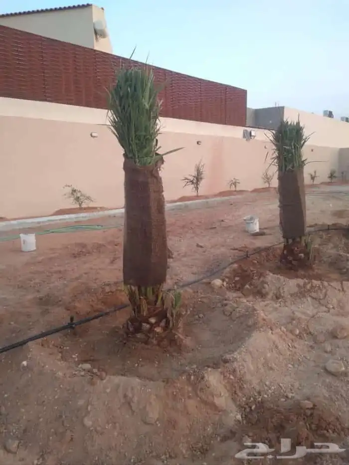 نخل للبيع جميع الأنواع متوفره وجميع المقاسات وباسعار مناسبه 9