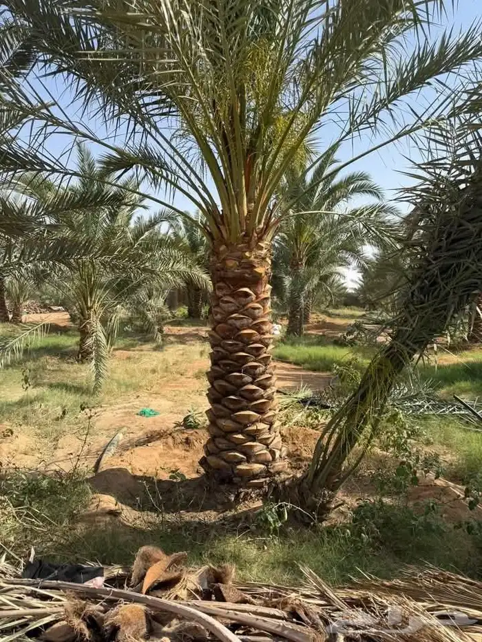 نخل مثمر نقايل جثايث فسائل اخلاص مجدول صقعي روثان واشنطني 1