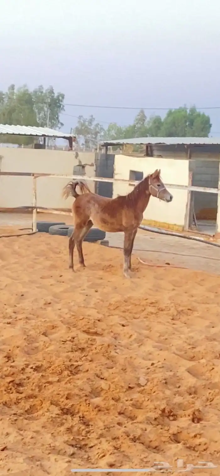 مهره شعبيه شيخه 1