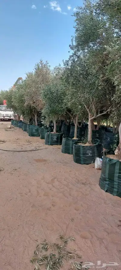 البيع نخل بلدي و شنطني شجار زيتنون index