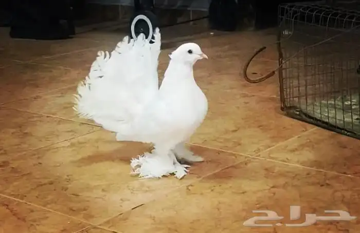 حمام زينه للبيع 3