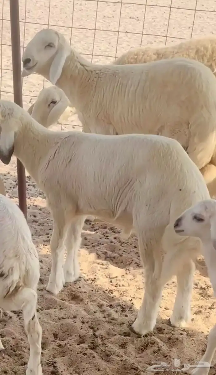 مشروع فحل صنف الصنف 3