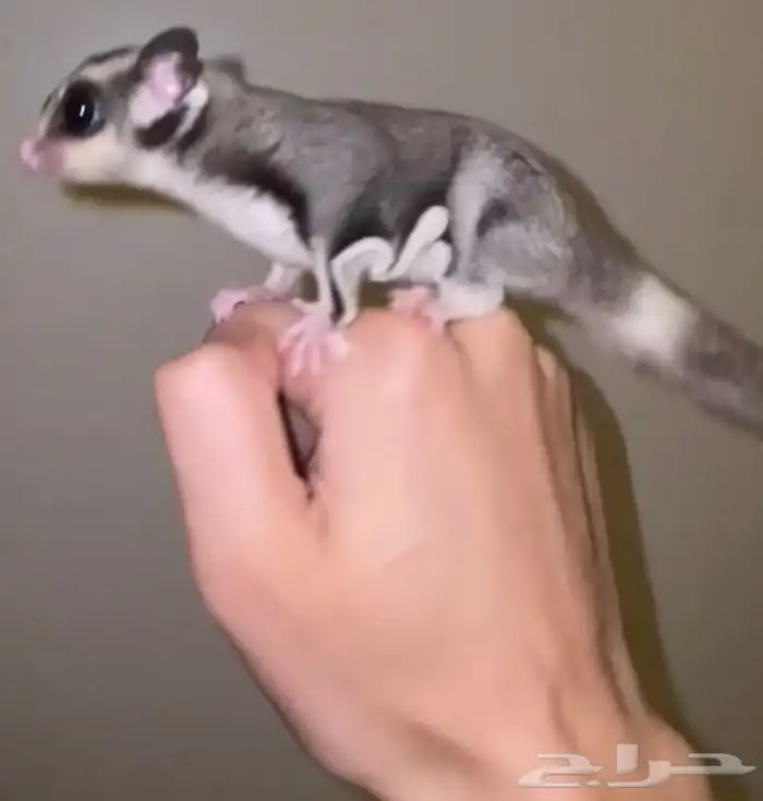 سنجاب طائر او شوقر قلايدر 1