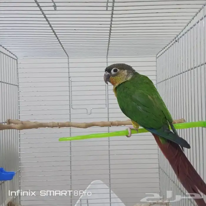 ببغاء كنيور يلو سايد 3