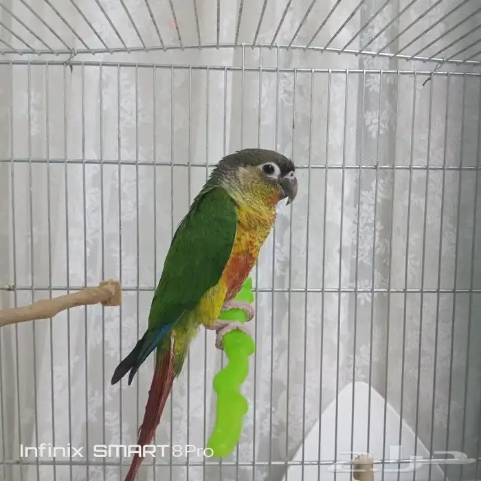 ببغاء كنيور يلو سايد 1