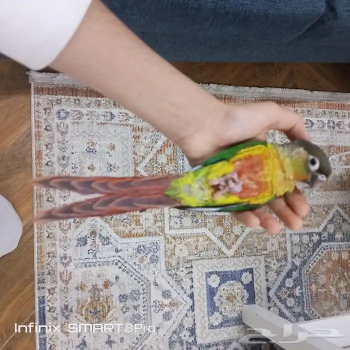 ببغاء كنيور يلو سايد 0