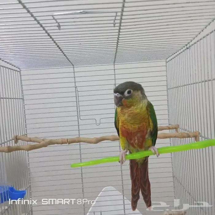 ببغاء كنيور يلو سايد 2