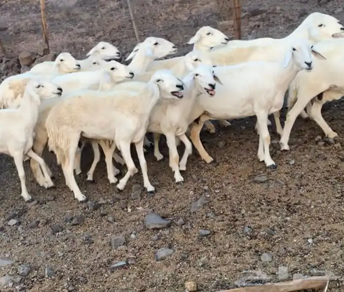 ضان حرية غنم سرحة 1