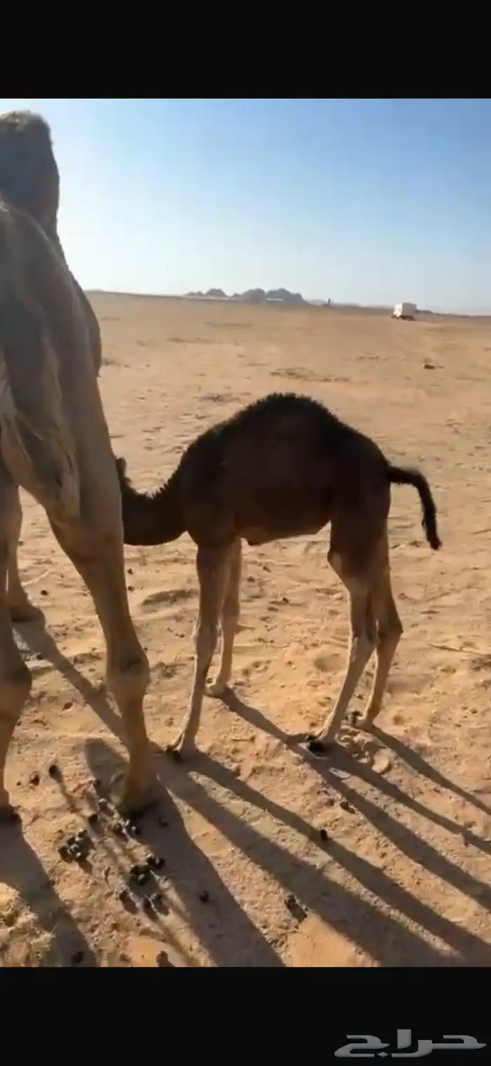 للبيع خلفه صفراء هديه 1