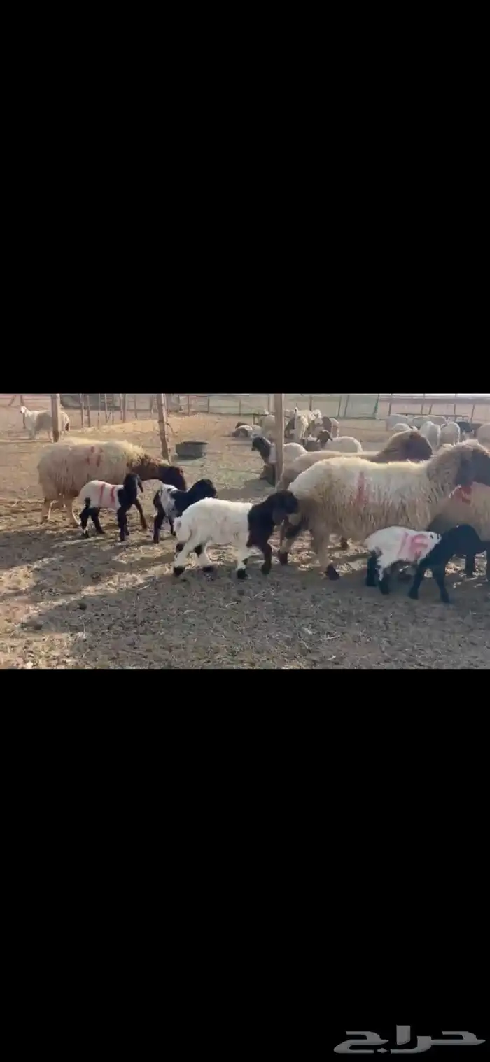 للبيع مطافيل نعيم 3