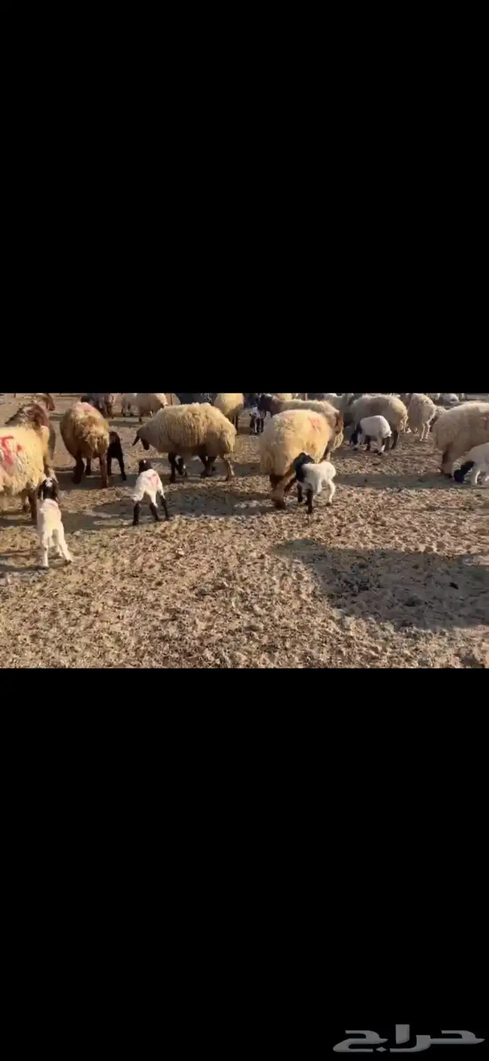 للبيع مطافيل نعيم 2