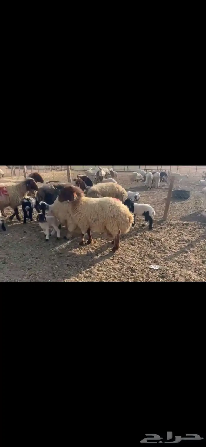 للبيع مطافيل نعيم 1