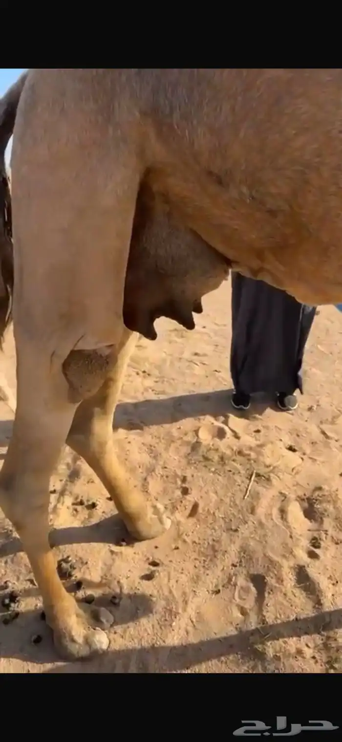 للبيع خلفه صفراء هديه 2