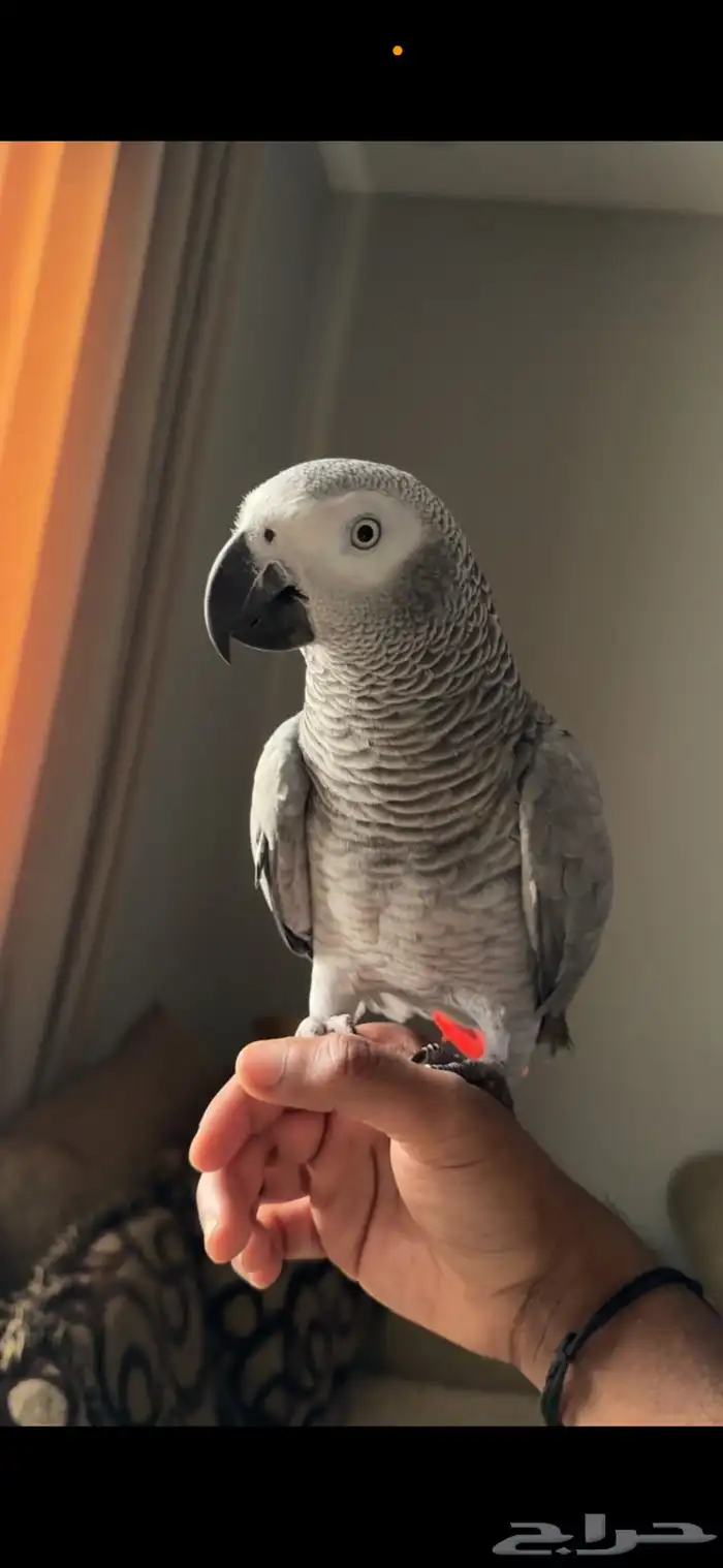 كاسكو للبيع 0