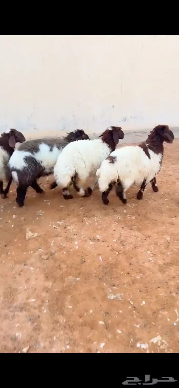 ذبيح نعيم الرياض حي الشفاء أي مكان نوصل فيه ذبح باقي اثنين 1