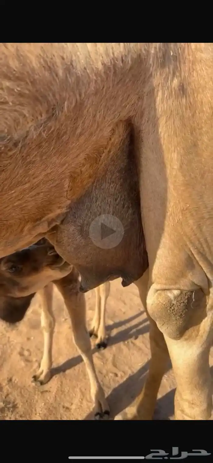 للبيع خلفه صفراء هديه 0