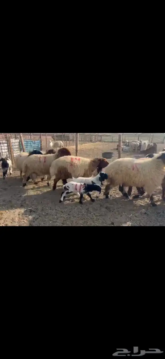 للبيع مطافيل نعيم 0