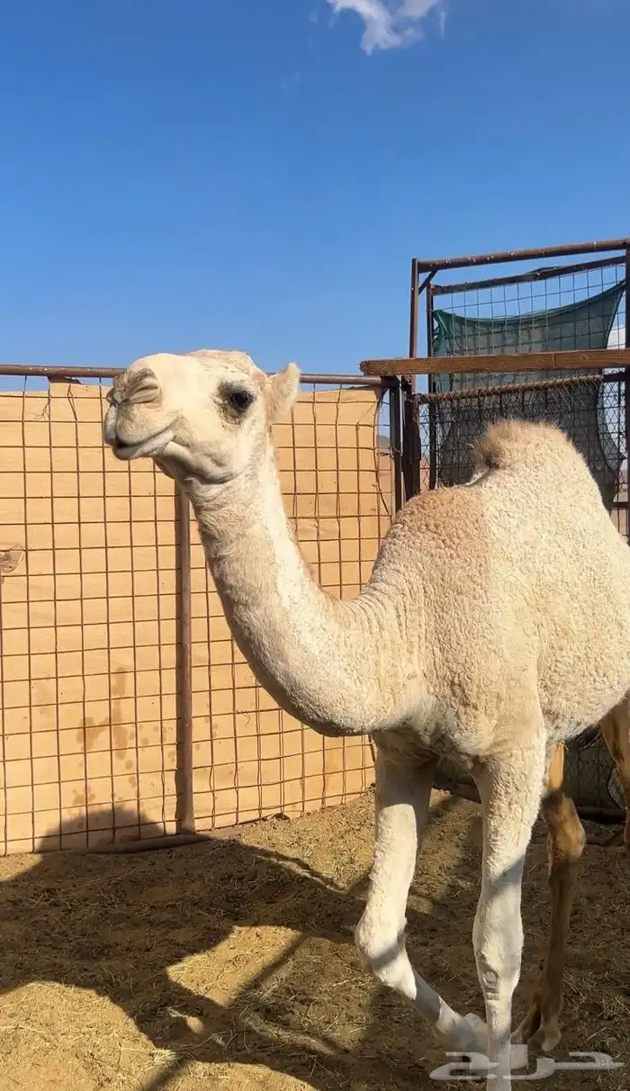 بكره للبيع 1