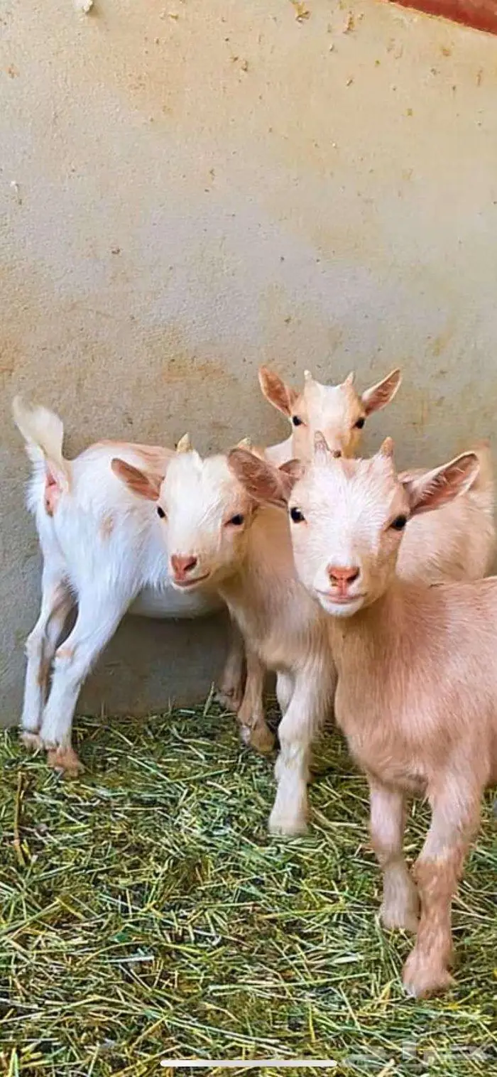 تيس جفرتين جفرتين. قدمي 0