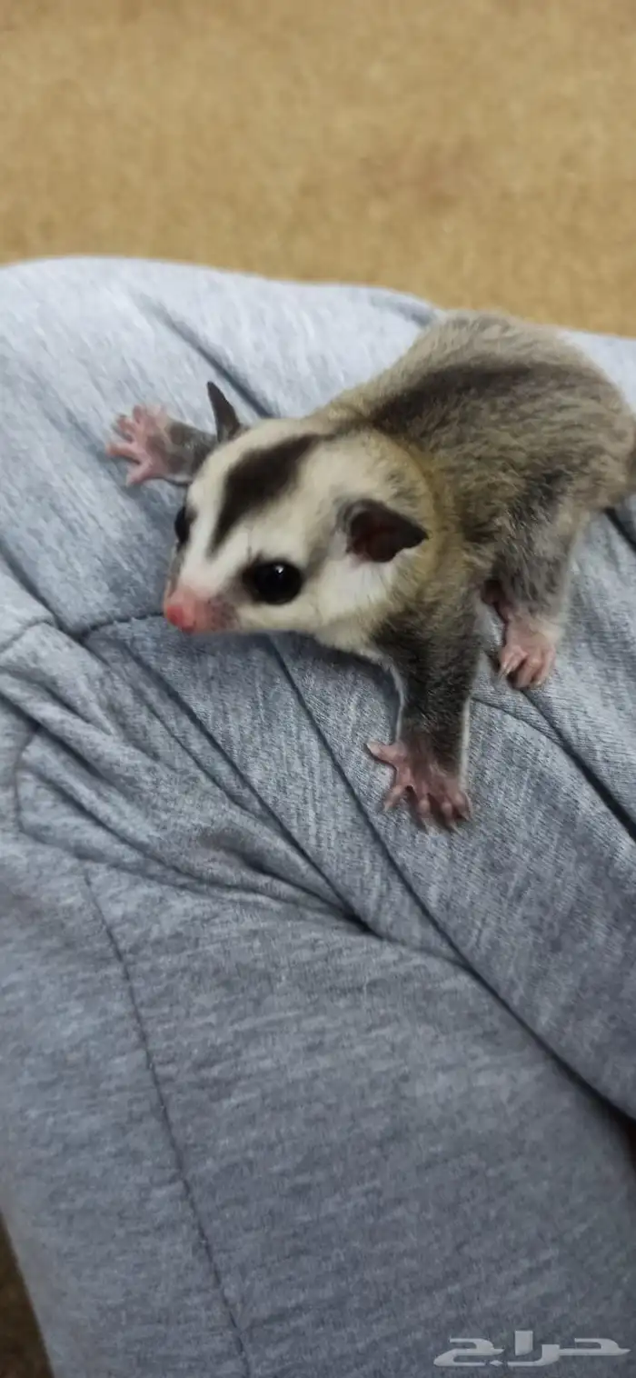 سنجاب أنثى أليف 3