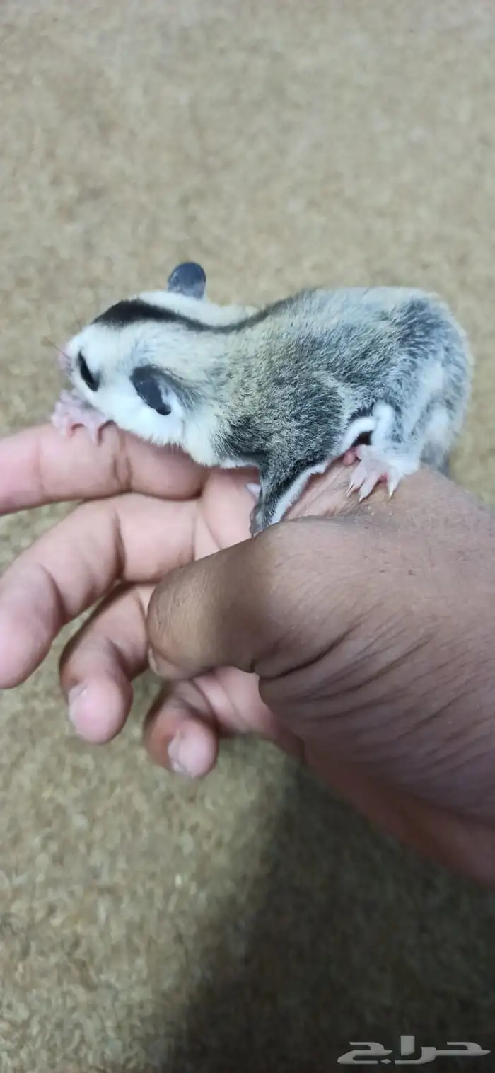 سنجاب أنثى أليف 0