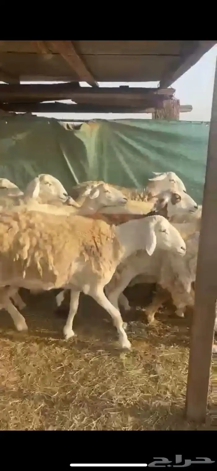 ضأن حرش 0