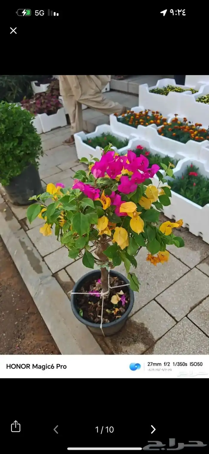 مصطفى بيع جميع انواع النخل والشجر والعشيب والورد والزهر وقص 5