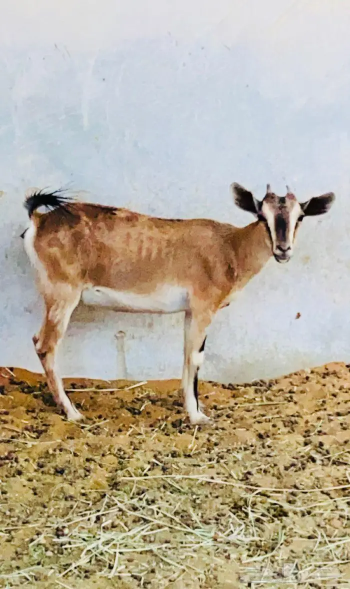 ماعز هجين وعل 1