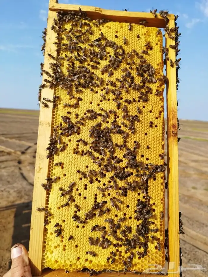 30 خليه نحل بلدي 0