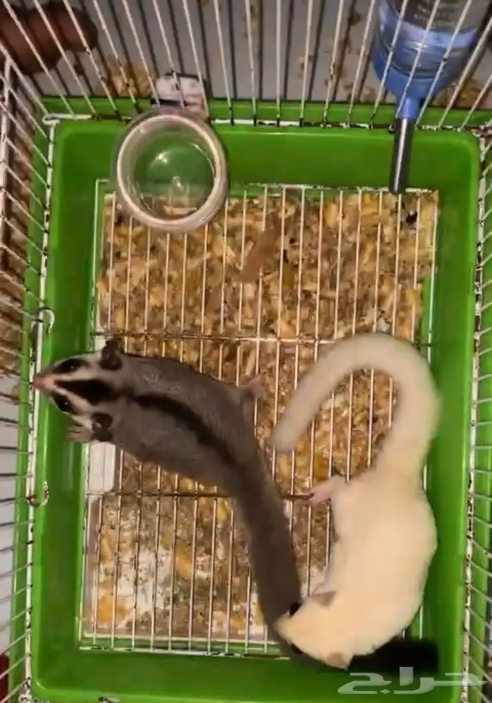 زوج شوقر قلايدر 0