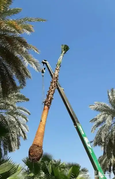 نخل واشنطي زينه ابومروحه درجه اولى index