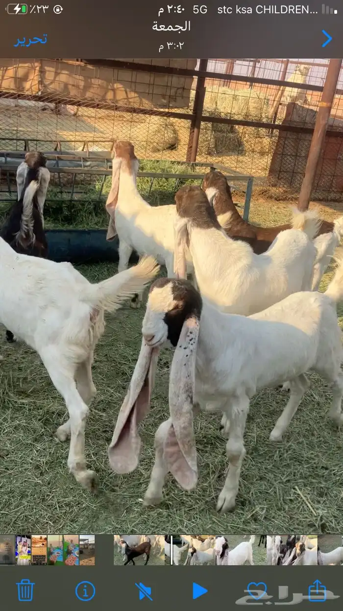 خمس جفرات وتيس هولندي صنف خصم 2