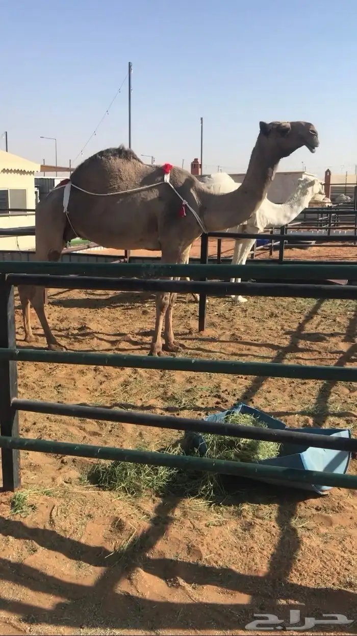 صفرا مزاين من ابل فهد بن مشعل ال سعود 1