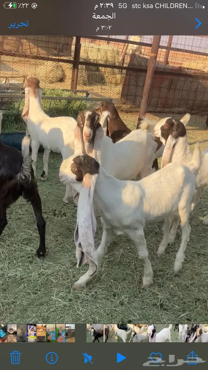 خمس جفرات وتيس هولندي صنف خصم 0