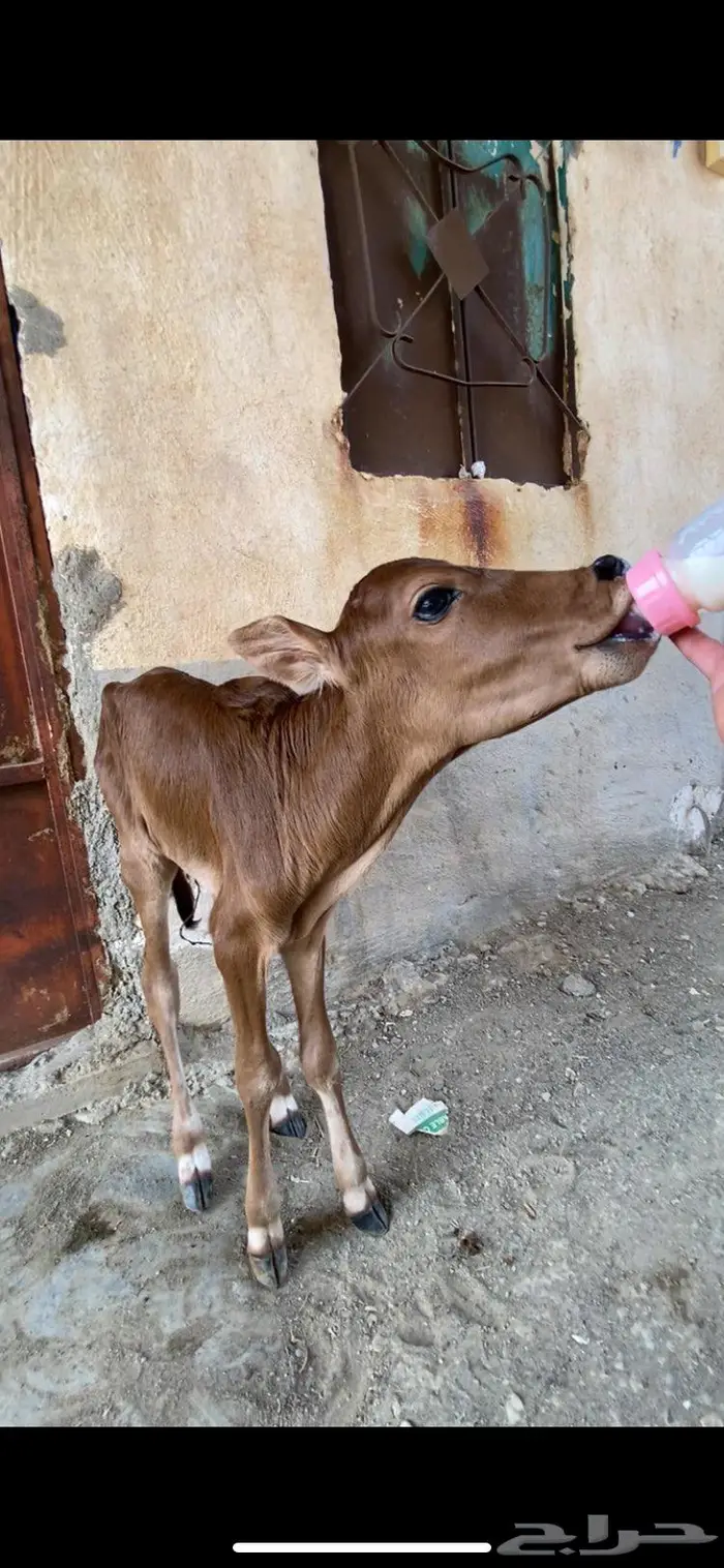 عجل يرضع 0
