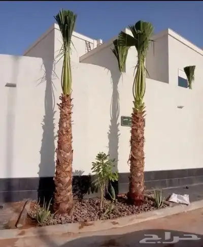 ابوالزام تريد النخيل العربي والواشنطن اتواصل index