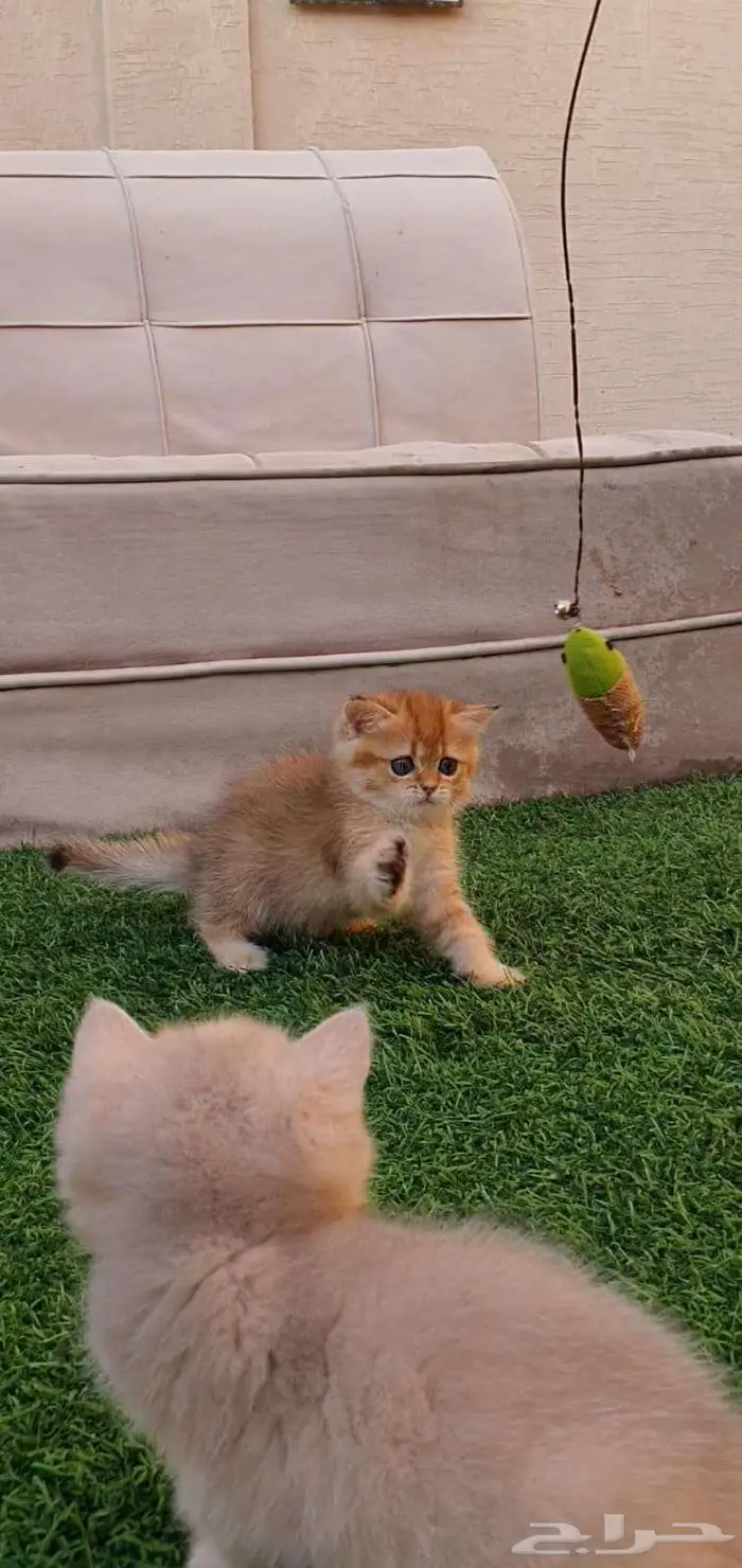 قطط برتش بيور للبيع 8