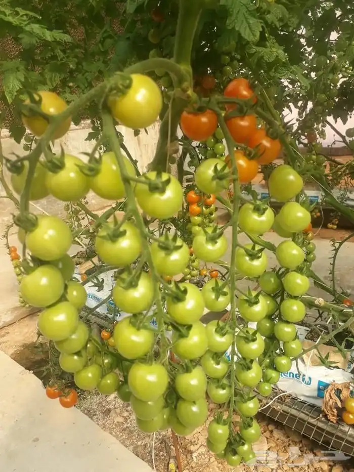 مهندس زراعي خبره عاليه جدا استشارات وزيارات واشراف 0