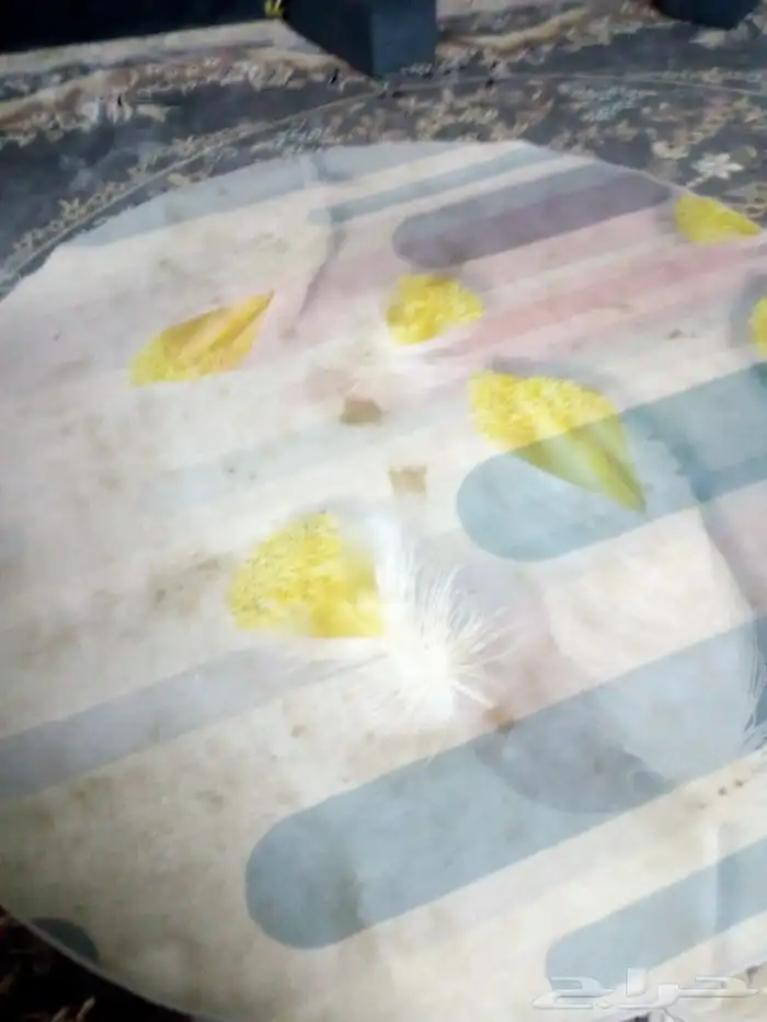 تنظيف الاحواش والسطح والأثاث 2